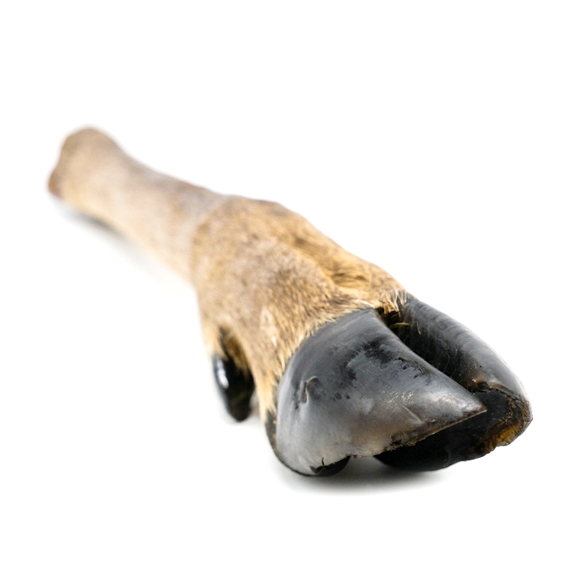 Deer Leg With Hair - 1pc